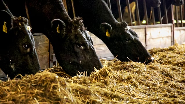 Department applies to downgrade Ireland's BSE risk status to 'negligible'