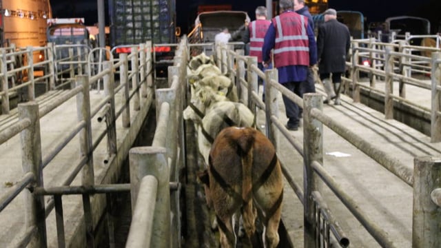 Cattle marts: Bullock store price increase better news for farmers