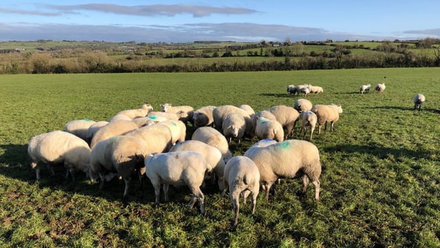 Is there any benefit of shearing your ewes for the housing period?