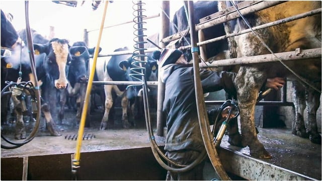 Gorman: 'Income at farm level is being squeezed'