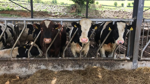 More bulls destined for Libya in the coming weeks