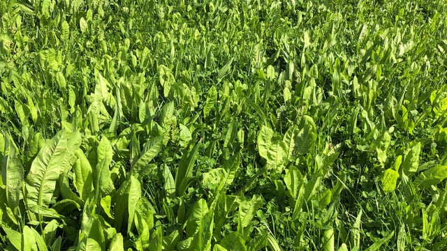 Multi-species: Findings from the SmartGrass Project