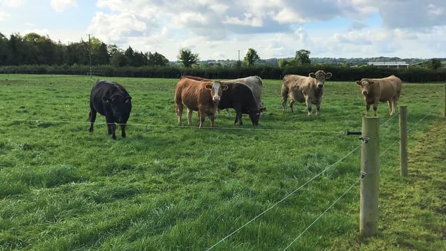 2-hour travel radius in PGI grass-fed beef application 'misinterpreted' - Bord Bia
