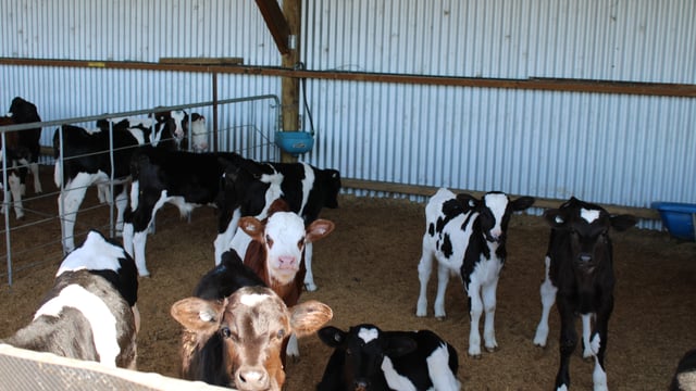IBR programme 'necessary to future proof calf exports'