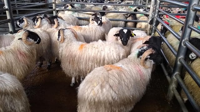 Sheep trade: Base quotes increase, as sheep kill falls by over 11,500 head