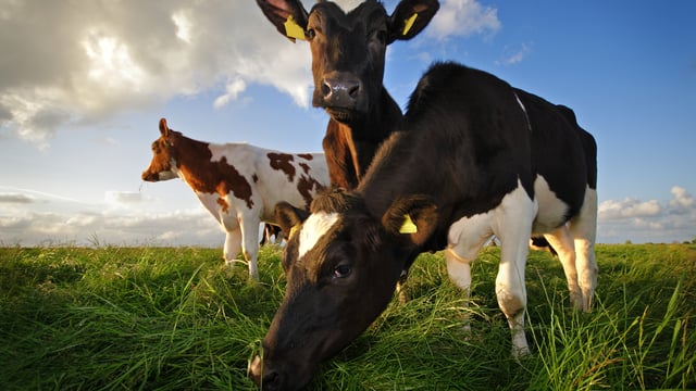 Fine Gael agriculture group proposes new 'partnership' with farmers