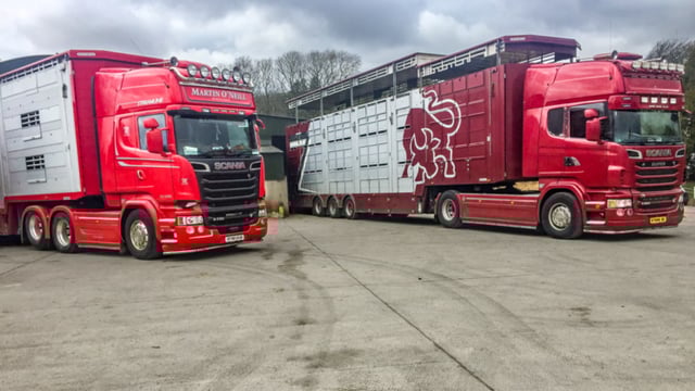 Minister 'must ensure' that live exports to Algeria continue - IFA