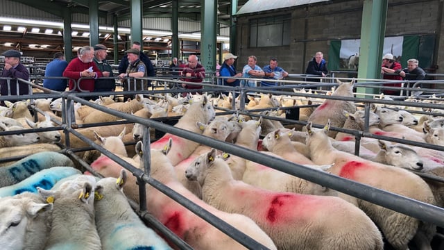 16 further marts approved to read electronic sheep tags