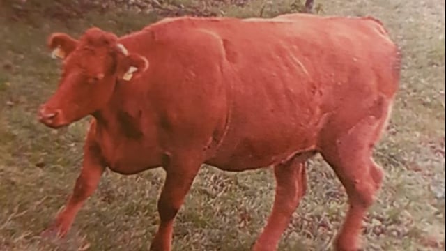 Cash reward offered for return of stolen Limousin cow
