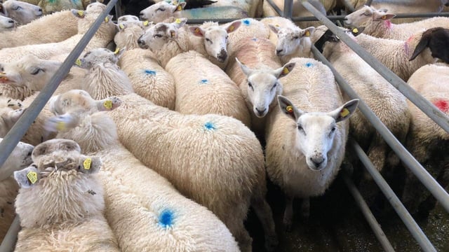 Sheep trade: Base prices on the rise again, as supplies continue to tighten