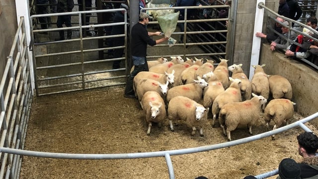 Sheep marts: Mart trade comes to life again, as prices rise €3.00-4.00/head for lambs