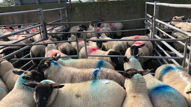 Sheep trade: 'Over 450,000 sheep were imported from the UK in 2018' - ICSA