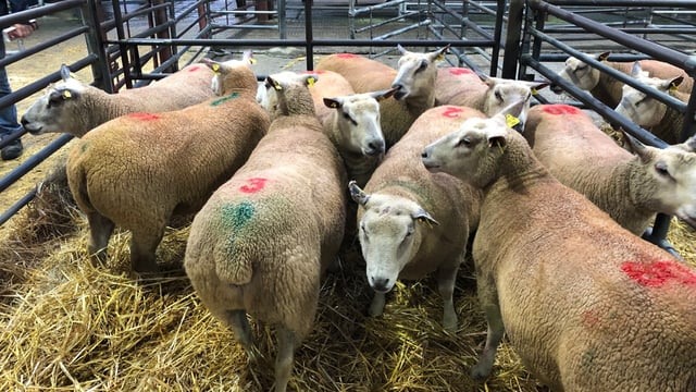 Pics and prices: 'Ladies First Production Sale'