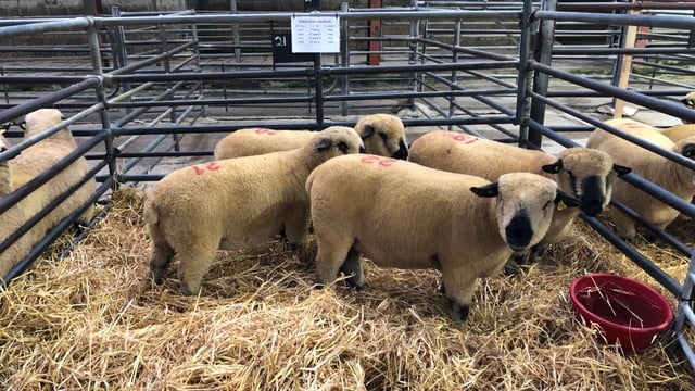 Pics and prices: Hampshire Down reduction sale at Blessington Mart