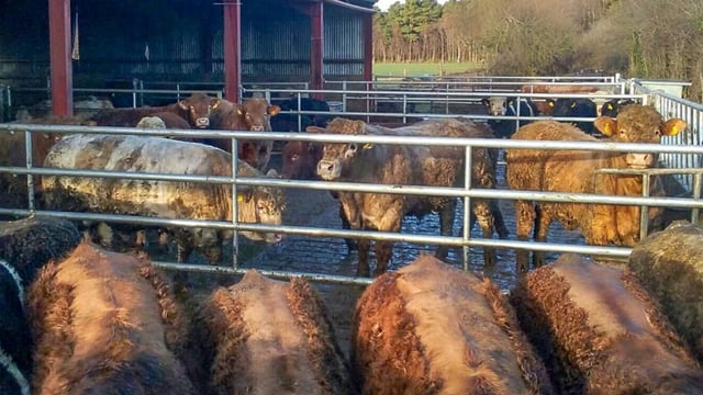 Getting to grips with lice and mange mites this housing period