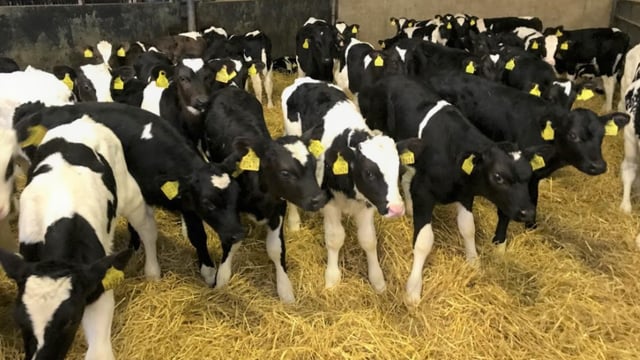 Why is a veal industry in Ireland not possible?