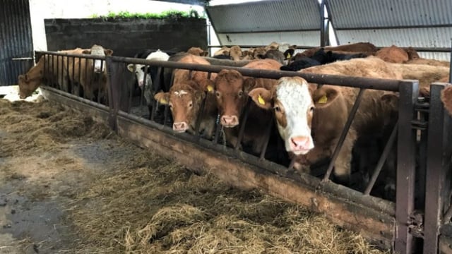 What can I do to help get my autumn-calving cows back in calf?
