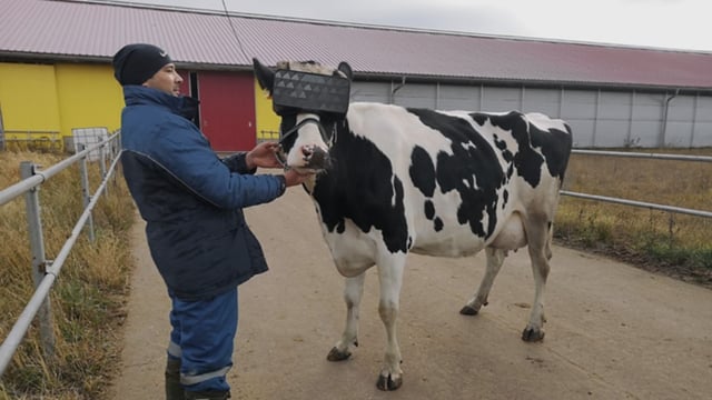 Cows tested with VR glasses to 'improve mood' of herd
