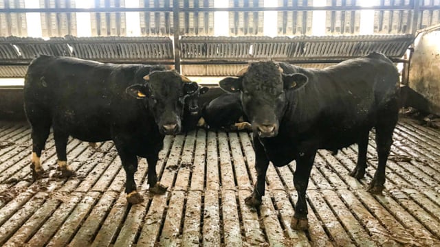 Revisited: Running a dairy and a 100-head finishing operation in Co. Waterford