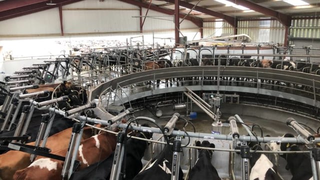 Back in focus: Milking 300 cows in a 50-unit rotary parlour in Co. Galway