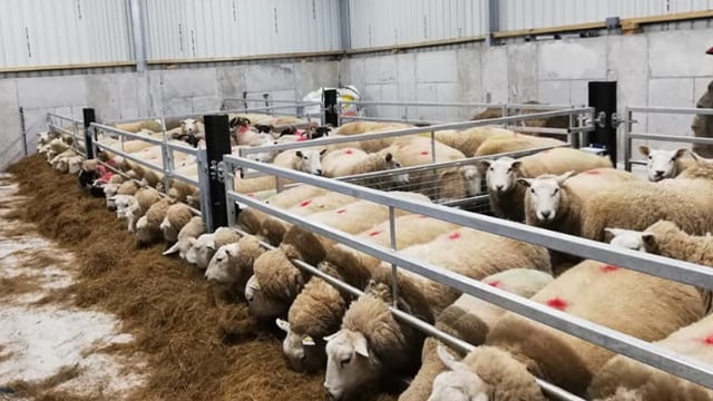 Treating lame sheep a priority coming up to the housing period