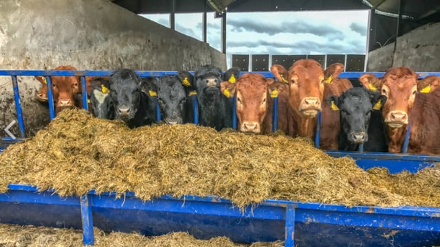 IFA: Cattle finishers demand more for their beef