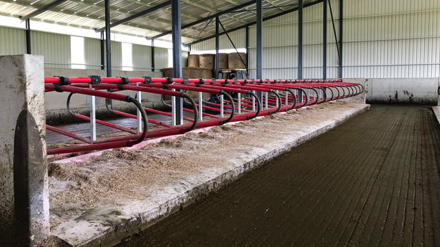 Top tips for preventing new mastitis infections in spring 2020