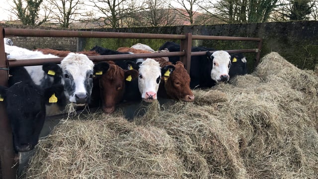 Moves to tighten veterinary controls 'a hammer blow' - ICSA