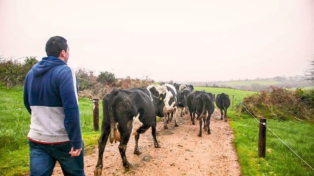 NI allocates £25 million of its Covid emergency fund to agri-food
