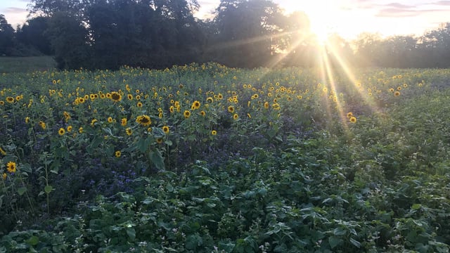 Weather: Week to begin very warm but cooling towards weekend