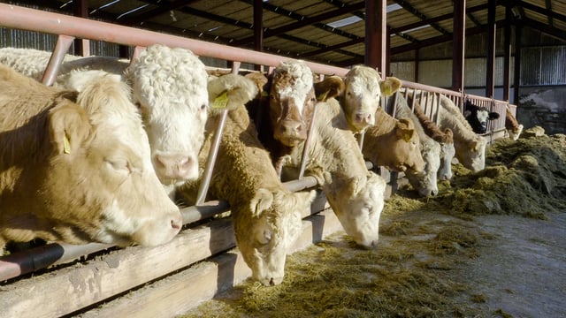 Farmers urged to 'insist on €4.00/kg minimum' for beef