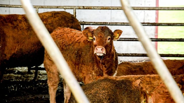 Letter to the editor: 'In-spec' requirements for cattle; right now we have no control; no say; and no choice