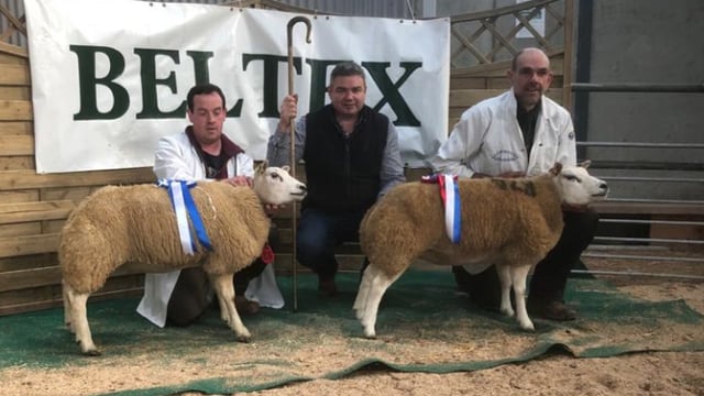 Belgian Beltex Breeders' Society holds show and sale