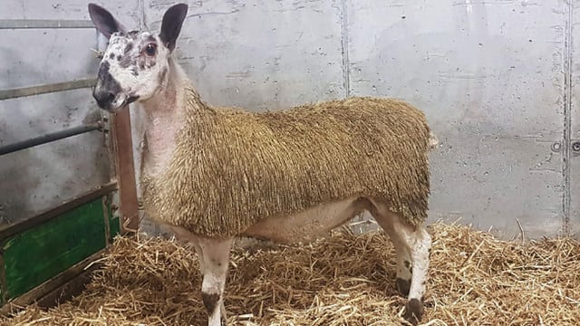 South of Ireland Bluefaced Leicester sale taking place this month