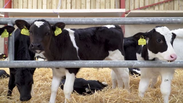 'Absolutely no foundation' to 'morbid rumours' about calf welfare