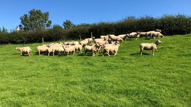 Back in focus: 'Constantly breeding new bloodlines to produce quality sheep'