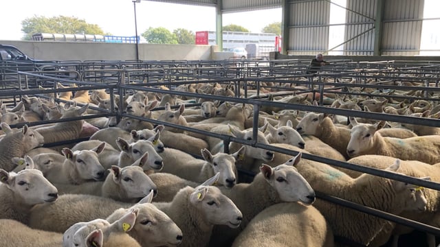 Sheep trade: Lamb prices hit €5/kg including QA, as base quotes increase again