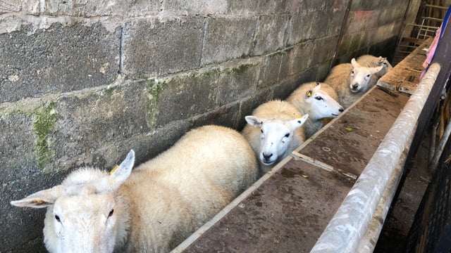 Scanning ewes: Next up on the to-do list