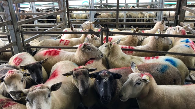 Sheep marts: 8 ram lambs sold for €180/head at Carnew Mart, as prices continue to rise