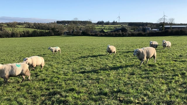 What are my options when it comes to empty ewes?