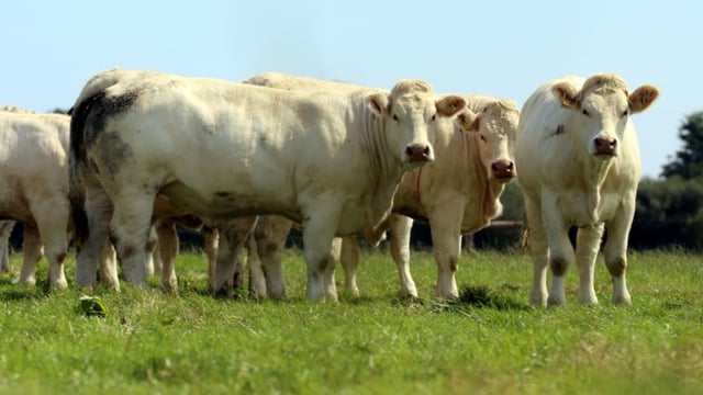 Revisited: Bidding farewell to the famous Skidoo Charolais pedigree herd