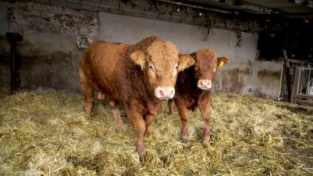 How to keep your stock bull healthy over the winter