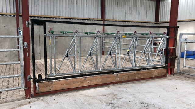 Do head-lock barriers make handling of cattle easier?