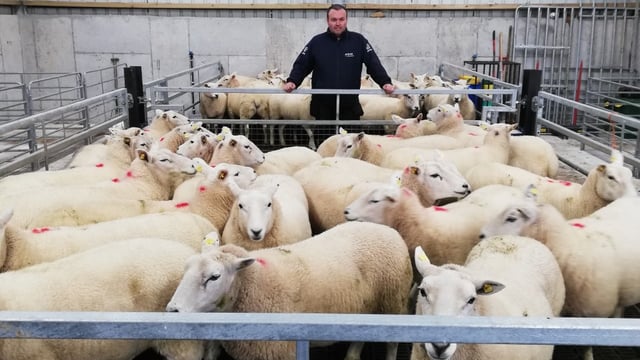 Back in focus: Breeding pedigree Llyen ewes...and alpacas