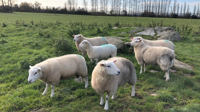 Tight supplies 'driving lamb prices' amid efforts to fill Christmas orders