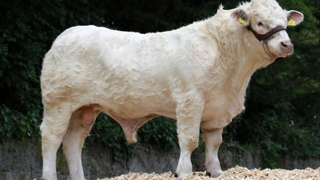Winter 2019: What Beef Gene Ireland bulls are available?