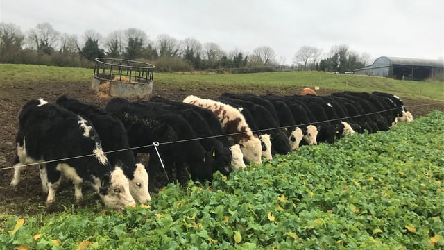 Redstart providing the perfect out-wintering crop for weanlings in Co. Westmeath