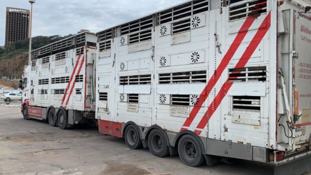 What does the Programme for Government say about live exports?