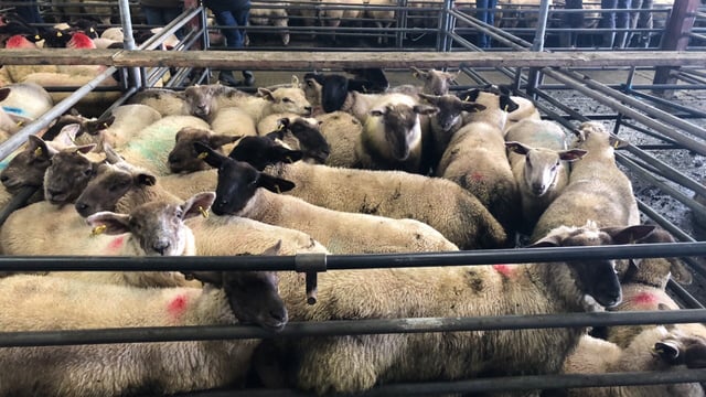 Sheep marts: Strong end to the year sees prices for store lambs increase