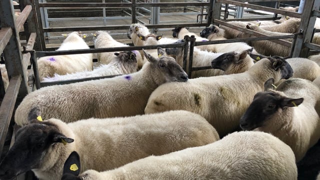 Sheep trade: Steady supply of lambs see prices rise up to 510c/kg
